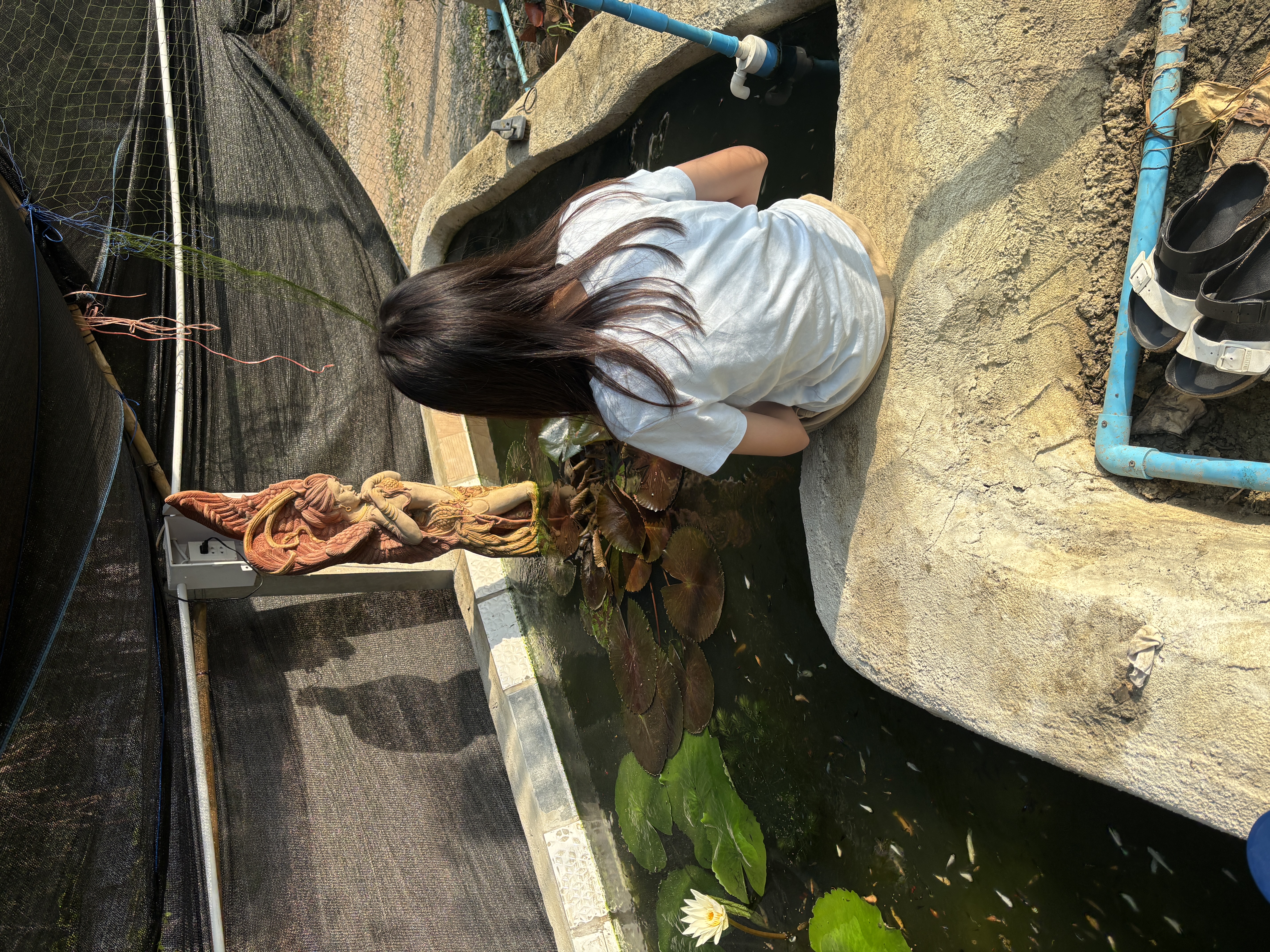 ให้อาหารปลา